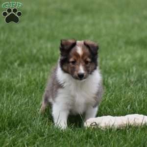 Blossom, Sheltie Puppy